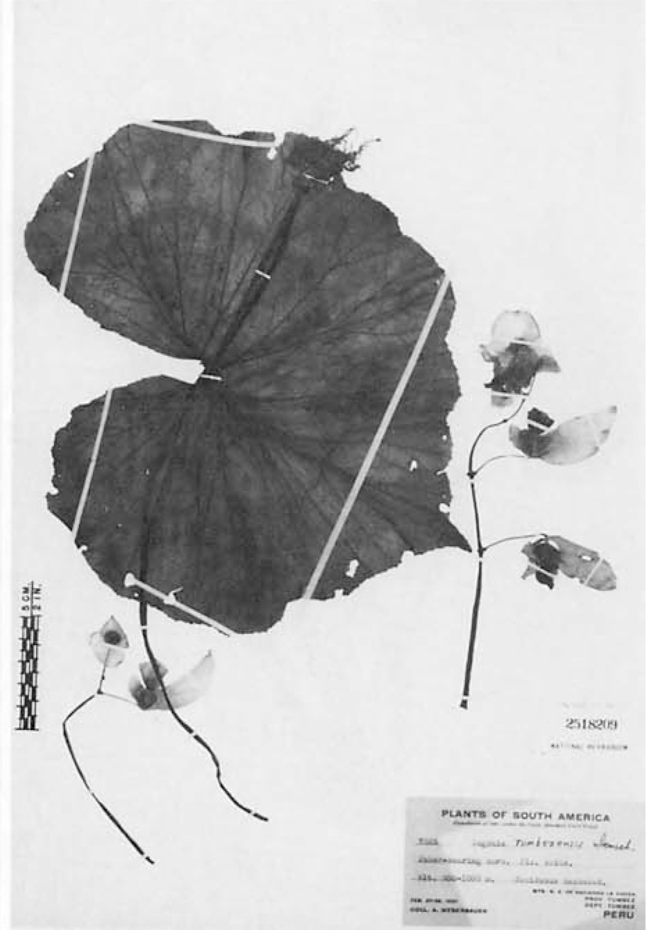 B. tumbezensis